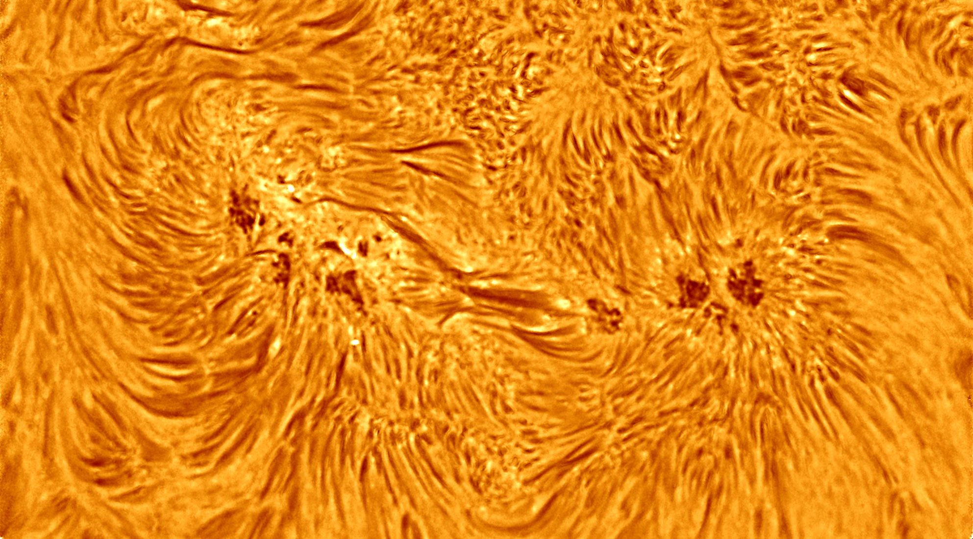 Application: Baader D-ERF 160mm, Baader TZ4 & SolarSpectrum 0.2A (19mm), ASI 290MM, 480 sec / 5000 frames stacked (25%) Seeing 6/10  /  02.10.2023 15.34 Uhr Schwitzerland by Dr. Christoph Schaefer ( www.himmelwarte.ch)